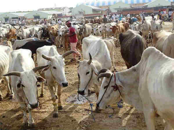 ஆளுக்கு ஒரு மாடு