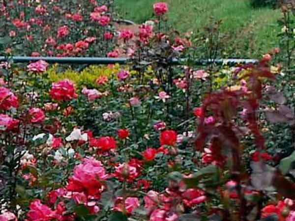 காதலர்கள் ஆர்வம்