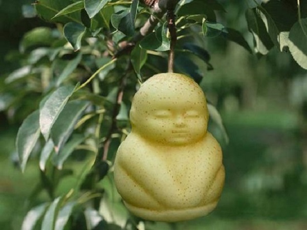 8. Buddha pear 