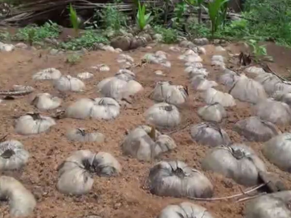 அருமையான தேங்காய்கள்