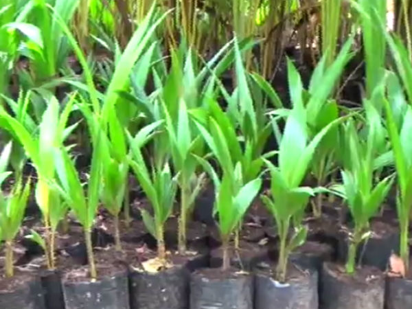 பக்குவம் - பராமரிப்பு