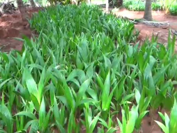 தரமான தேங்காய்கள்