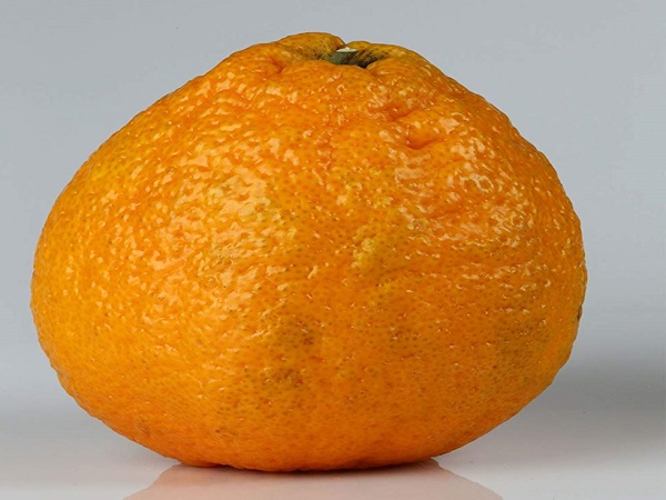 6. Shiranui Tangerine Mandarin Sumo Dekopon Hybrid 