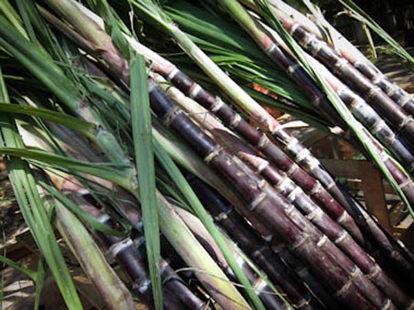 விவசாயிகளுக்குமானியம். 