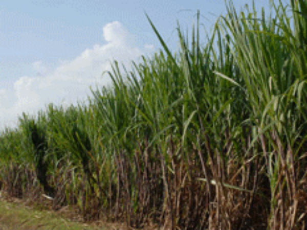 சர்க்கரைஆலைகளுக்கு ஆதரவு 