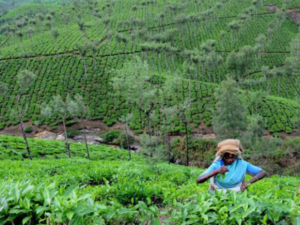  புதர்காடுகளாக மாறி வரும் விவசாய பூமி