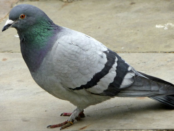 சிபிச் சக்கரவர்த்தி