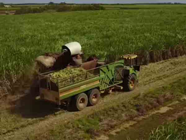 ஆஸ்திரேலிய வேலைவாய்ப்பு 