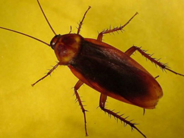 என்ன இப்போ கரப்பான் பூச்சிதானே