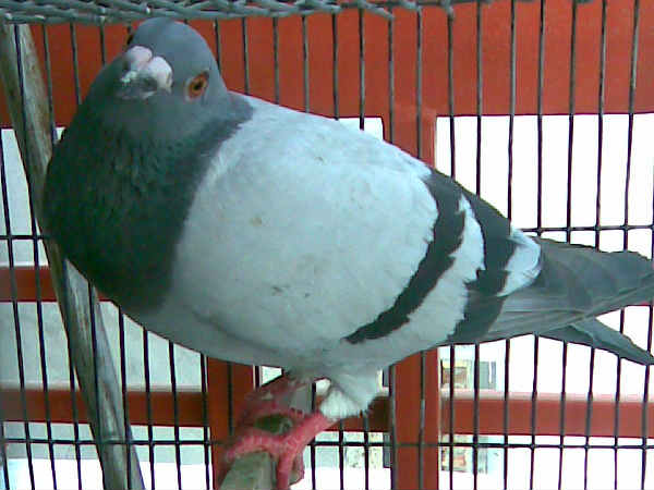 பந்தயப் புறாக்கள்