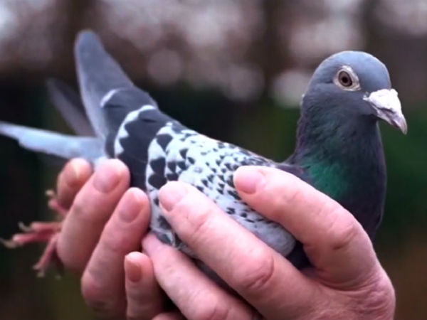 புறா விடு தூது