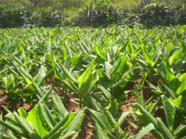 குவிண்டாலுக்கு ரூ.300 வரை அதிகரித்துள்ளது 