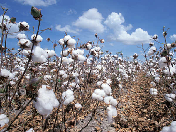 வறட்சியால் உற்பத்தி குறைவு 