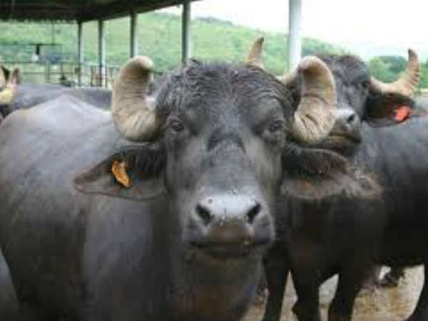 எருமை இறைச்சி 20 சதவிகிதம்