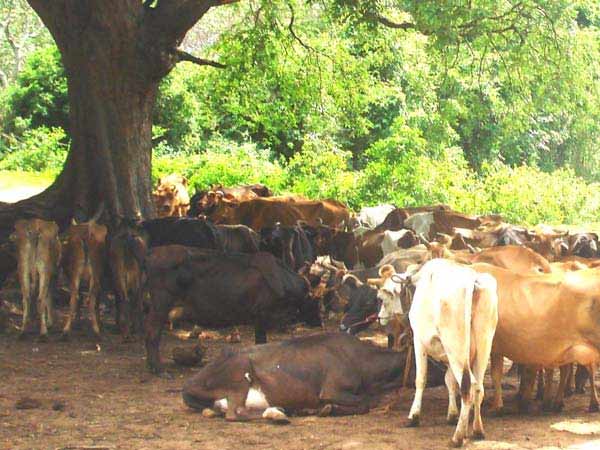 விலங்குகள் வதை தடுப்புச் சட்டம்