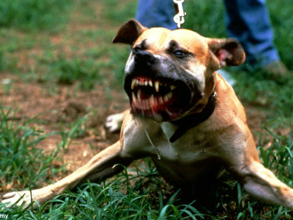 ஒஸ்ஸி (Ozzie) 