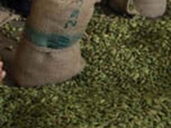 காய் எடுப்பு குறைந்தது