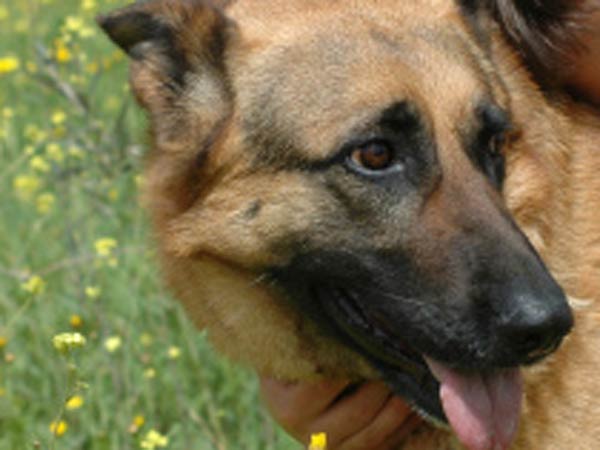 கூண்டு ஃபர்ஸ்ட் 