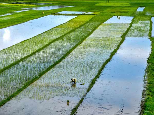  அந்நியச் செலாவணி இழப்பு