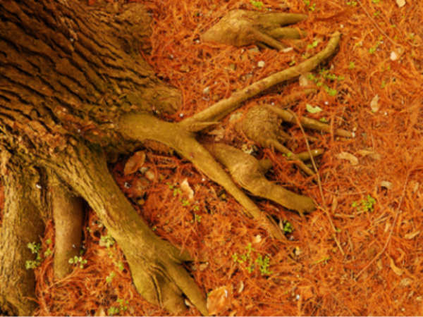 யாருக்கு சொந்தம்