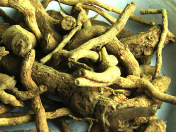 கீடா ஜாடி வேர்