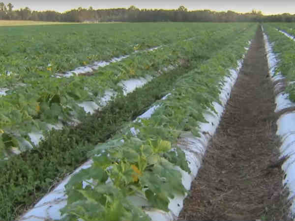 விவசாயிகளுக்கு லாபம் 