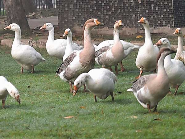 பெட்ரோலுக்கு திருட்டு