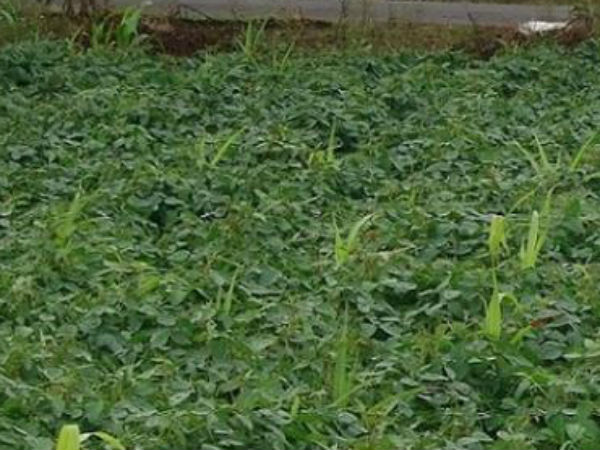 சிறு தொழிலாளர்கள்? 