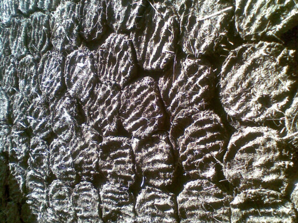 பரிசோதனை முயற்சி வெற்றி