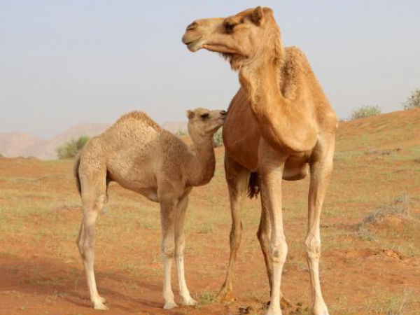 ஒட்டகம் சுத்தமா இருக்கணும்