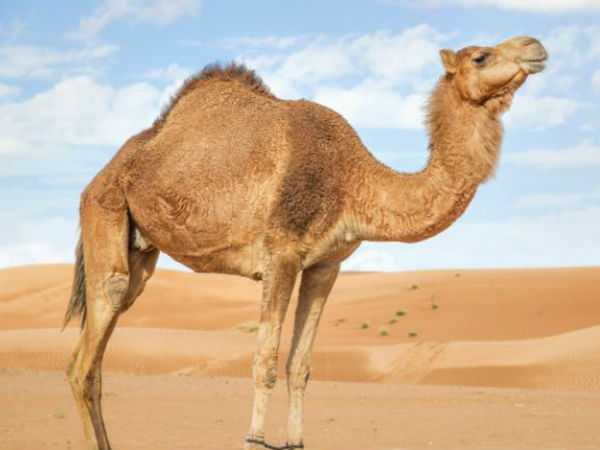 ஒட்டகச் சாணம்