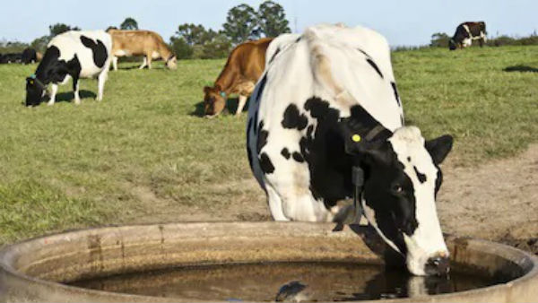 மாட்டுச்சாணம், கோமியம்