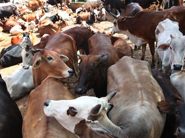 சுற்றுச்சூழல் பாதுகாப்பு