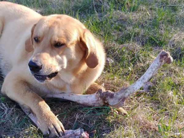 எலும்புத் துண்டுகள் 