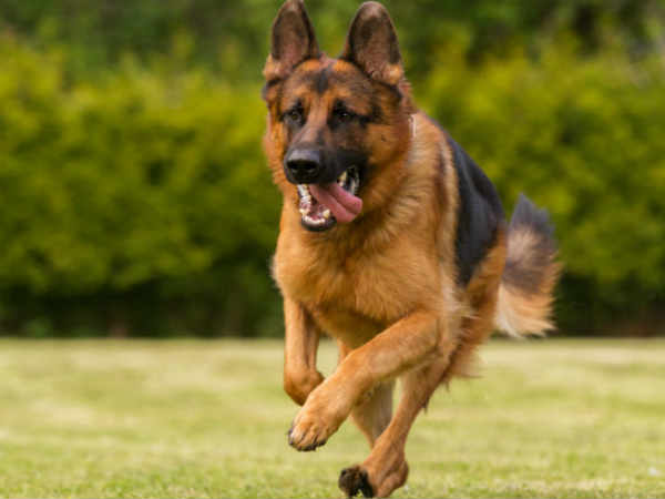 காவல் துறை விசாரணை 