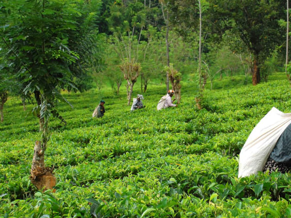 கொள்முதல்? 