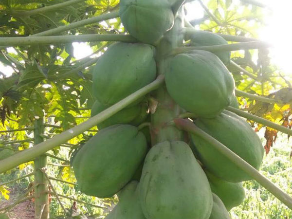 பூச்சி தாக்குதல் தான் மிகப்பெரிய சவால் 