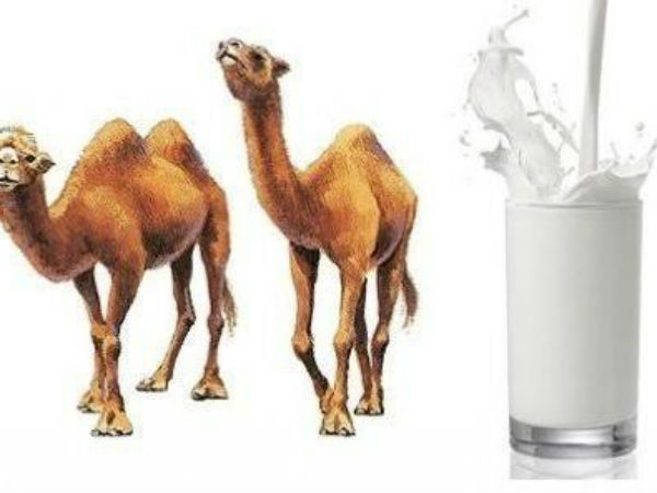 ஒட்டகப் பால்