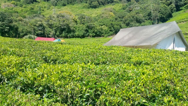 மொட்டுகளிலிருந்து பெறப்படும் அரிய தேயிலை 