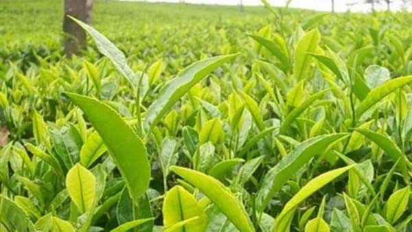 மொத்த உற்பத்தியே 5 கிலோதான் 