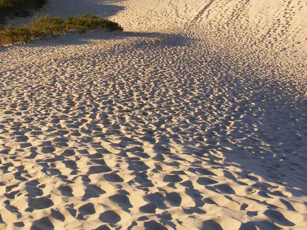 தவறான அனுமானம் 