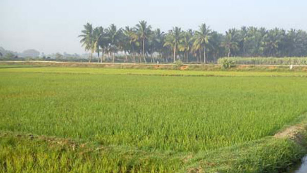 விவசாயத் துறை 