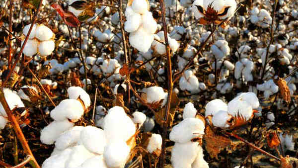 ஏற்றுமதி ரக நூல் விலை வீழ்ச்சி 