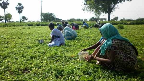 மாற்றுப் பயிர் திட்டம்