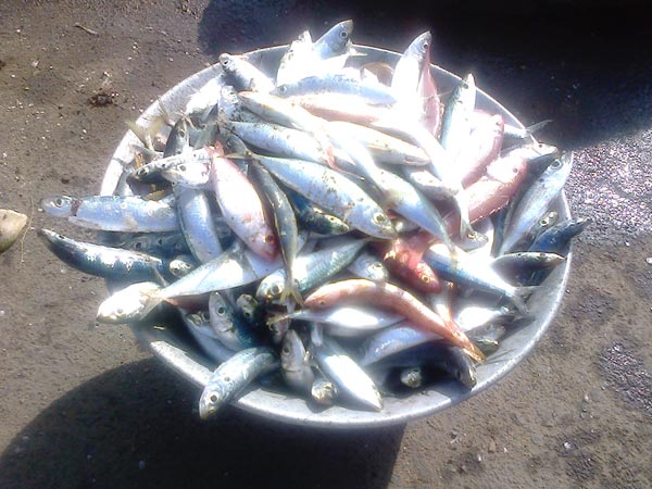 மீன்வளத் துறையில் இளைஞர்கள் ஊக்குவிப்பு 