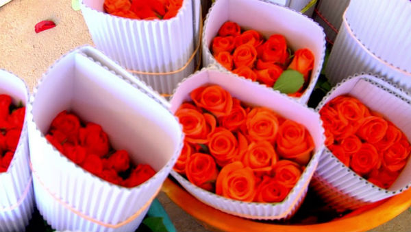 சிவப்பு ரோஜா 