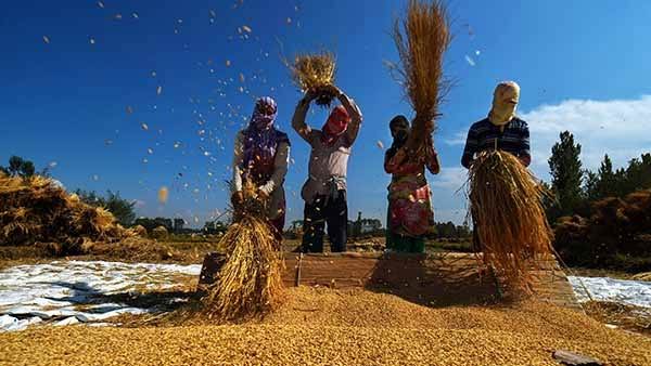 விவசாயி உற்பத்தி அமைப்பு