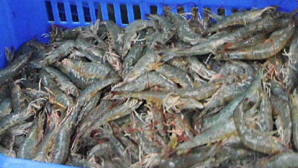 ஏற்றுமதியில் எந்த தாக்கமும் இல்லை 