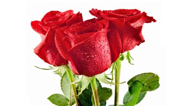 முக்கால் வாசி ஒசூல் பூ தான் 