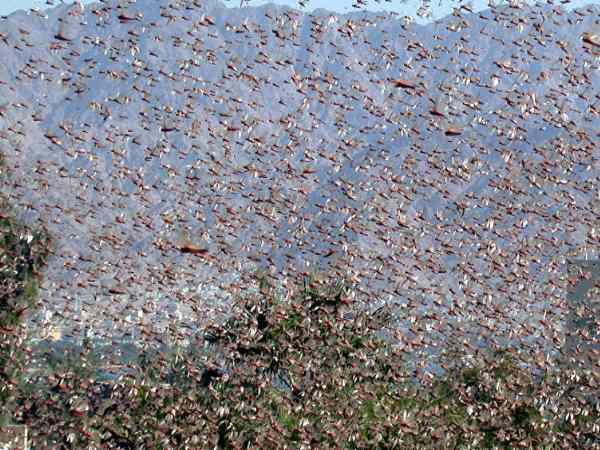 பாகிஸ்தான் நாடாளுமன்றம்